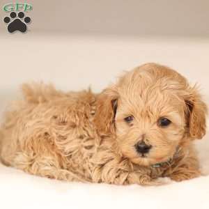 Allie, Maltipoo Puppy